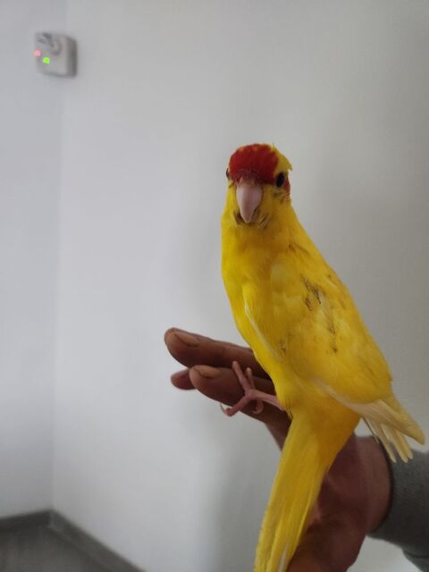  Kakariki  30 77410 Claye-souilly