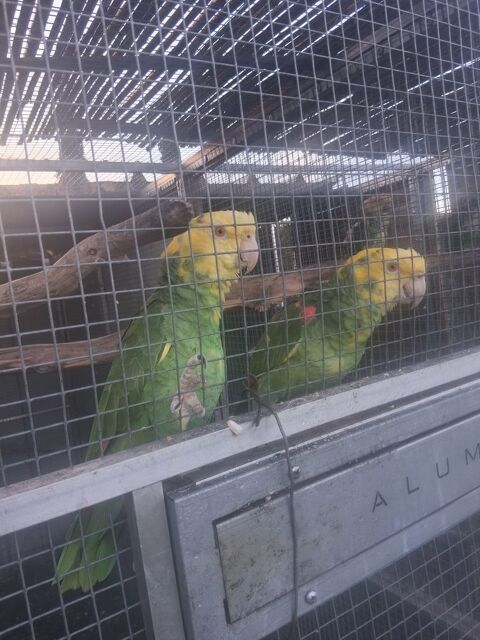 Couple repro amazone 1700 84120 Pertuis