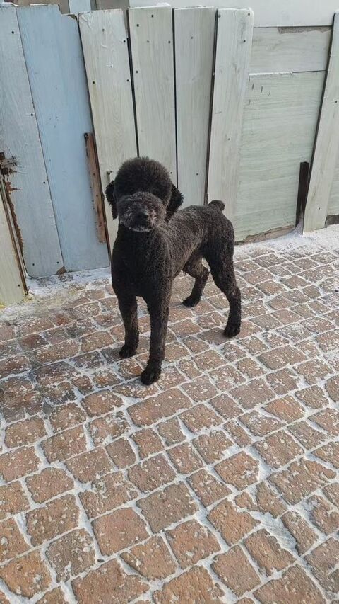 OLIVER SE TROUVE DANS UN REFUGE EN CHINE 0 75018 Paris