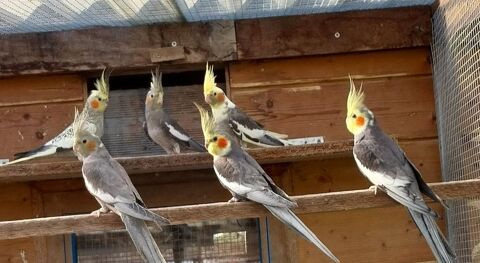 Perruches Calopsittes
25 85710 Ch�teauneuf