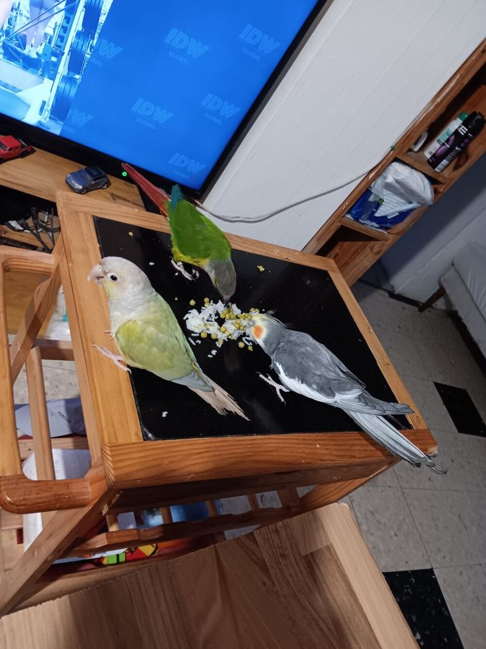   Coup conure... 