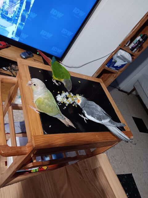 Coup conure... 250 66000 Perpignan