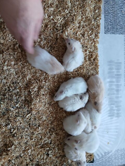 9 b&eacute;b&eacute;s hamster dor&eacute; 5 88150 Thaon-les-vosges