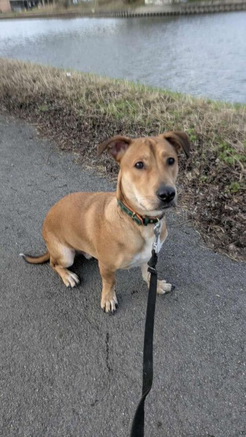 Bosko, m&acirc;le X berger n&eacute; le 10/12/2024 380 78000 Versailles