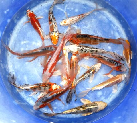 Carpes ko&iuml; voil&eacute;es / Butterfly 5 44590 Saint-vincent-des-landes