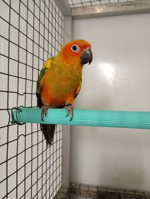 jeunes Conure Soleil 300 47430 Caumont-sur-garonne
