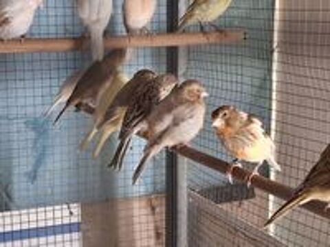   Canari  