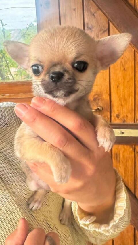 Superbes Chiots Chihuahua m&acirc;les et femelles 1300 89160 Ancy-le-franc
