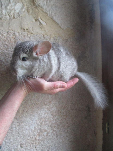 jeune chinchilla croisé Angora mâle ou femelle 75 18340 Levet