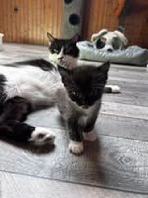   Chat BETTYBOOP à la réservation 