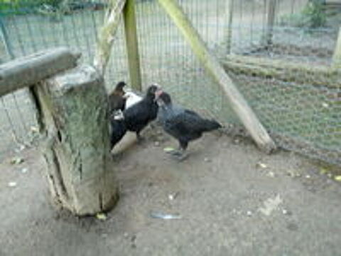   poussins coqs  