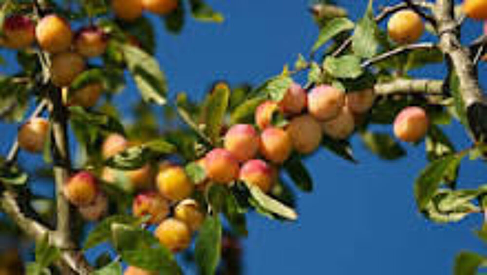 mirabelles Jardin