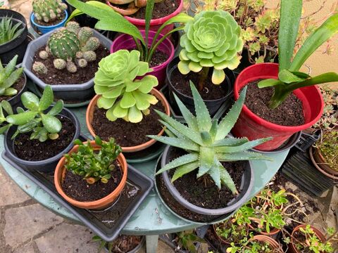 Plantes ornement intrieur extrieur 8 Romill (35)