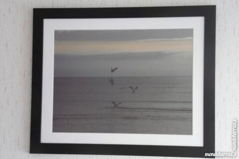 vol de goeland le soir au dessus de la mer 40 Lorient (56)
