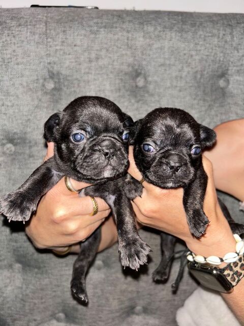 Bouledogues français 950 26380 Peyrins