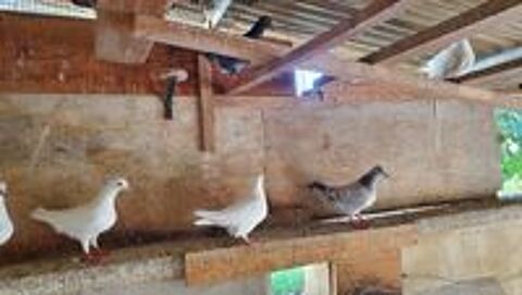   Pigeons pour élevage familial.  