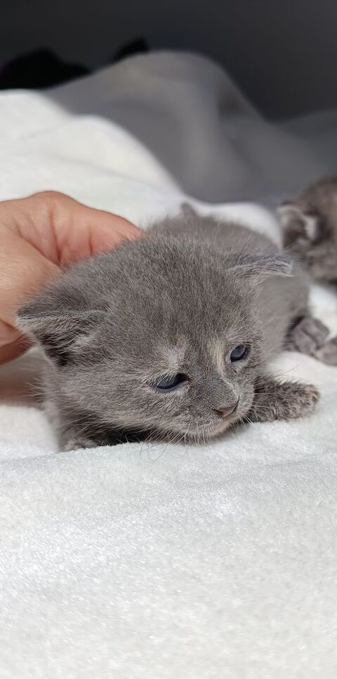 Don chaton  0 94240 L'ha-les-roses