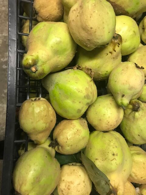 coings non traits 2 La Roche-sur-Yon (85)