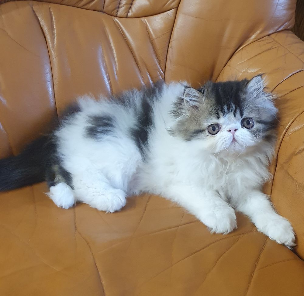   Vend chatons persans 