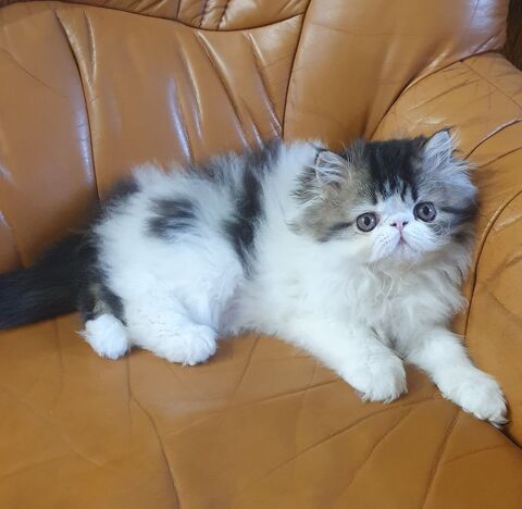 Vend chatons persans 1000 14100 Lisieux