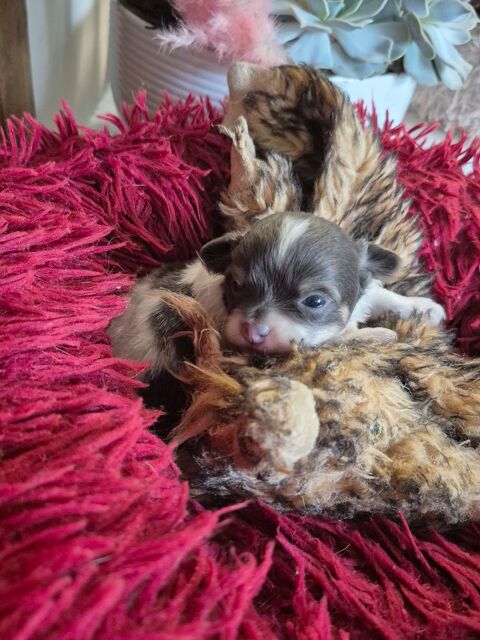 petit chiots chihuahua poils long 680 17400 Saint-denis-du-pin