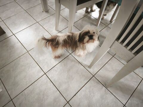 shih Tzu pour saillie 300 22160 La chapelle-neuve