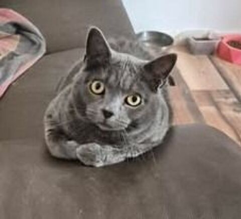 Chat MIMINE &agrave; l adoption 200 26130 Saint-paul-trois-ch�teaux