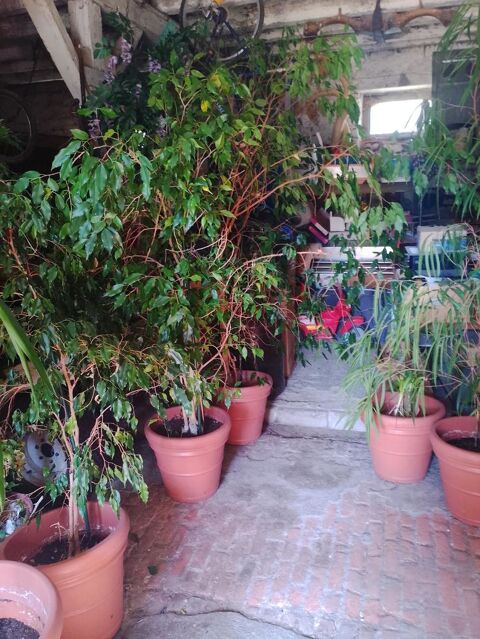 un ficus tout tailles Saran (45)