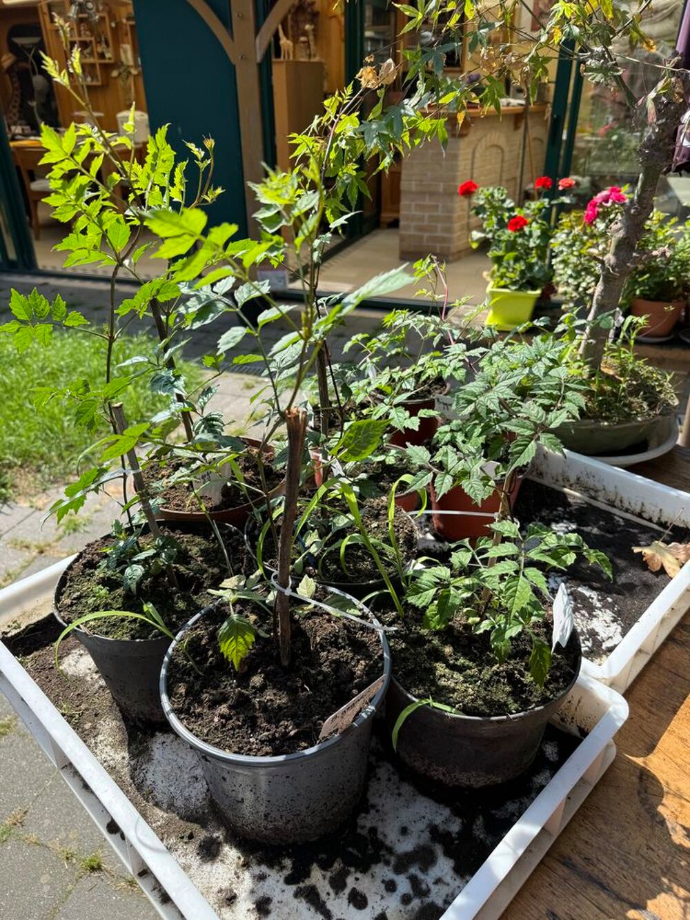Pot de bigogne pr&egrave;s &agrave; planter Jardin