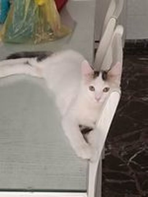   Petit chaton de 4 mois  