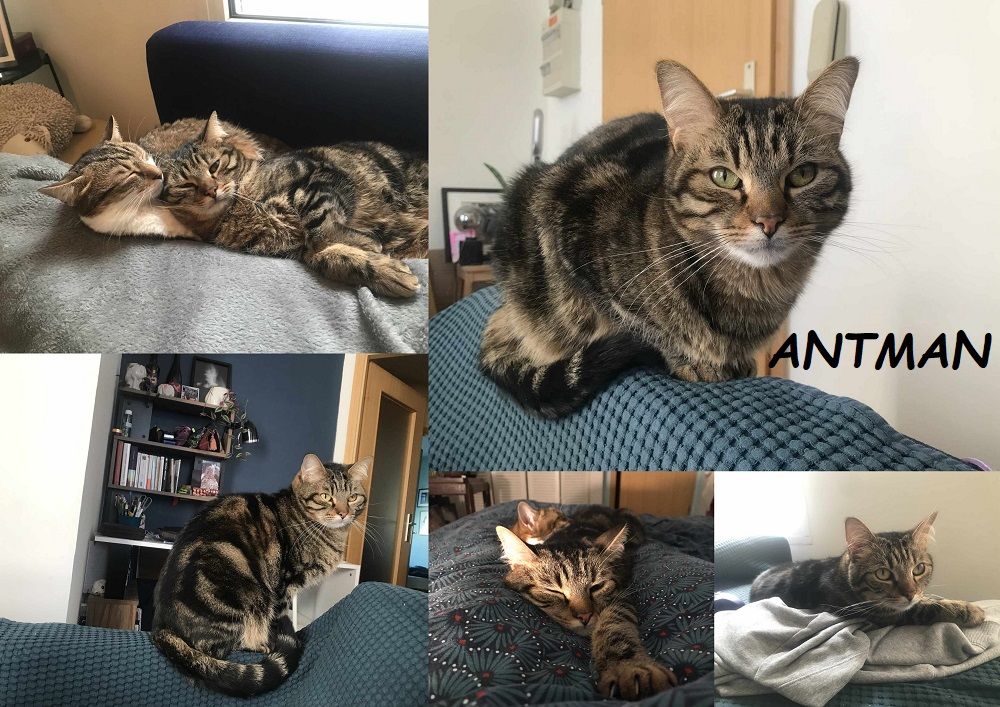   ANTMAN 4 ans  adopter 