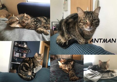 ANTMAN 4 ans à adopter 1 67000 Strasbourg