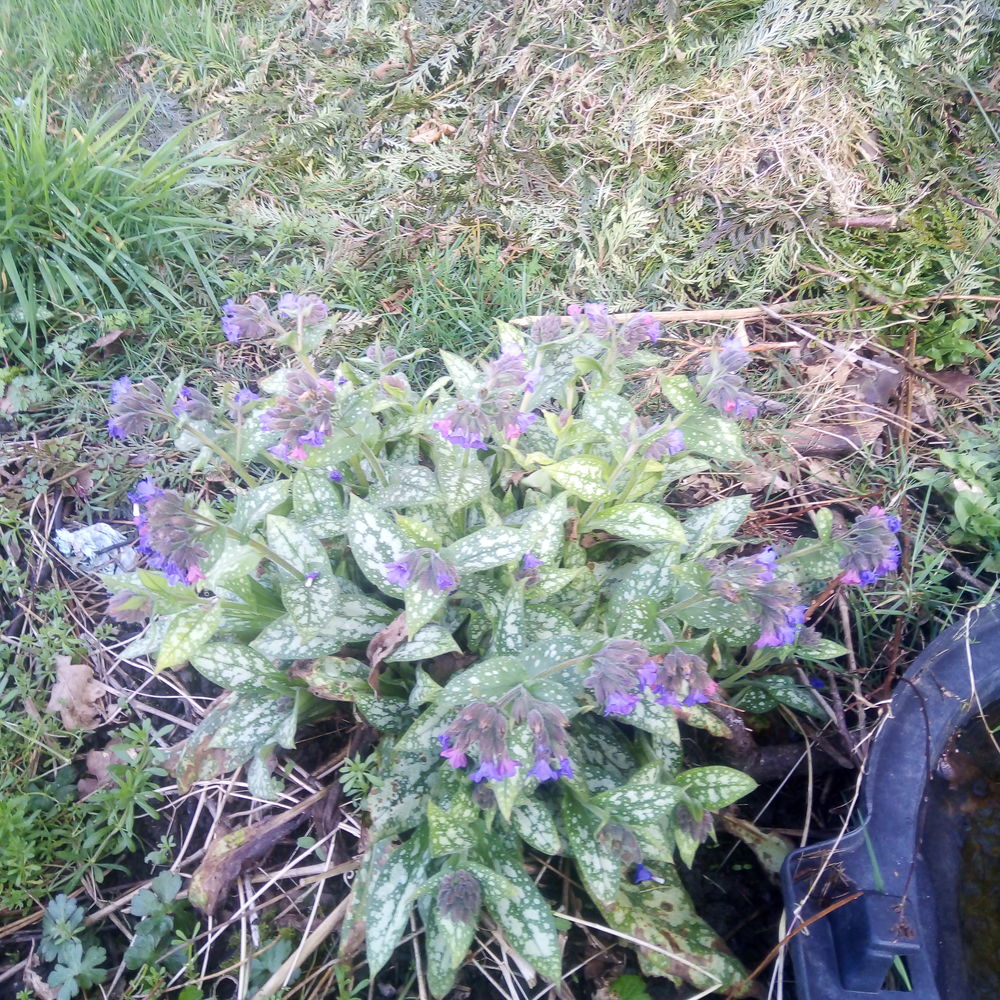 Pulmonaria Jardin
