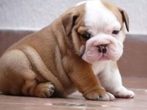   Sublimes chiots Bulldog anglais LOF 