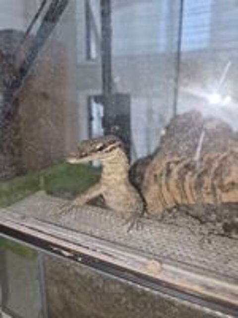   Varanus Glauerti 