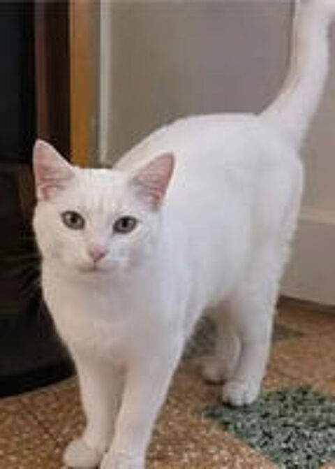   Bianca gentille chatte blanche cherche famille 