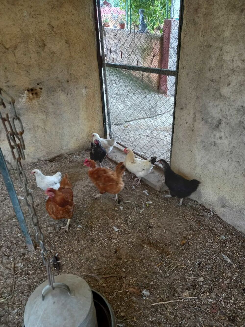 Poules pondeuses Jardin