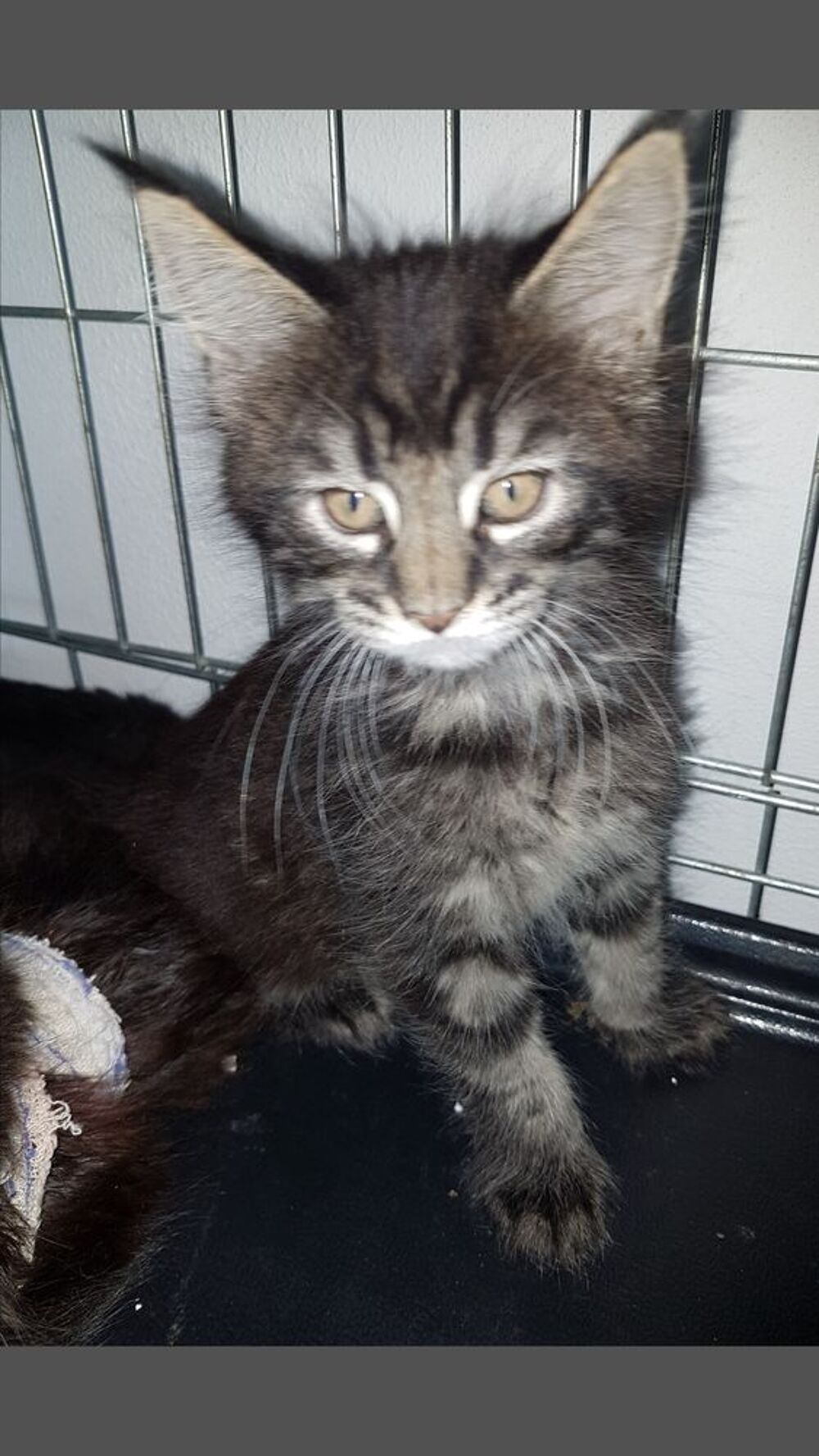   Maine coon  