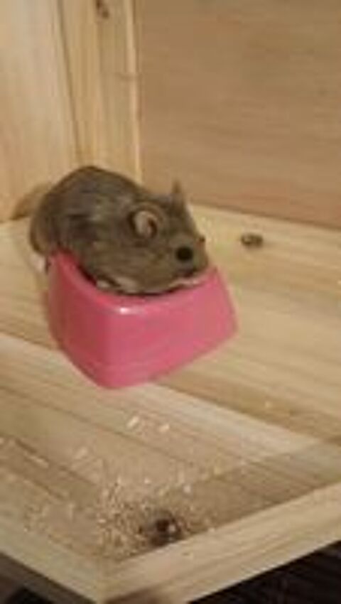   Sygurd 