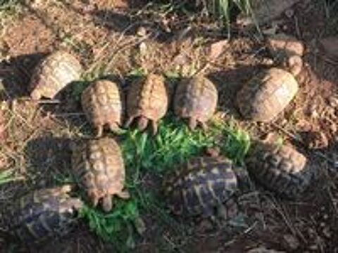   Tortues séxées de 1 à 3 ans et adultes 