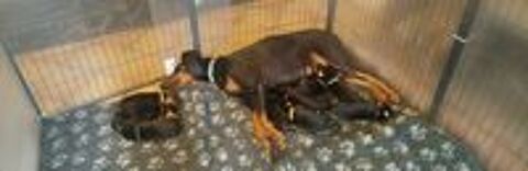   Chiots Dobermans  