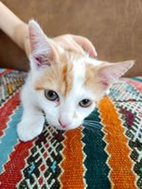   3 CHATONS CHERCHENT FAMILLE D'ACCUEIL 