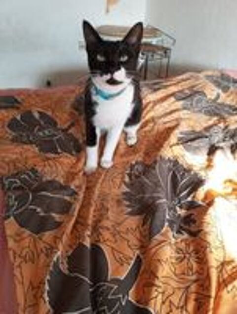   Cherche Famille d'Accueil sur Marseille pour gentille chatte 
