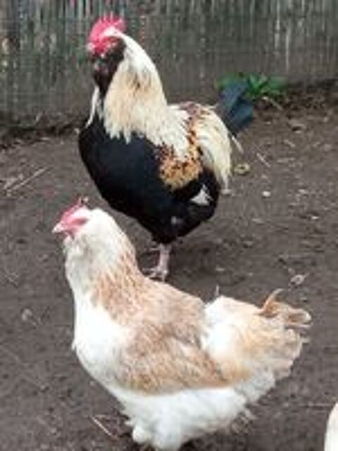   oeufs fécondés de faverolles 