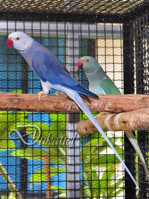  perruche a collier mutations 120 01000 Saint-denis-ls-bourg