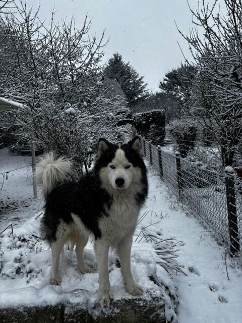 Husky sib&eacute;rien ? pedigree AKC (USA) ? disponible pour sailli 500 78200 Mantes-la-jolie