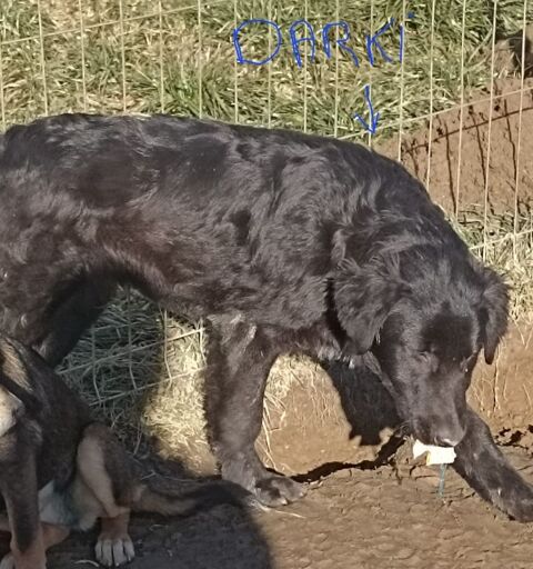 DARKY MALE NON CASTRÉ 6 Mois A SAUVER DE ROUMANIE2 ADOPTION OU ACCEUIL MOIS 0 75018 Paris