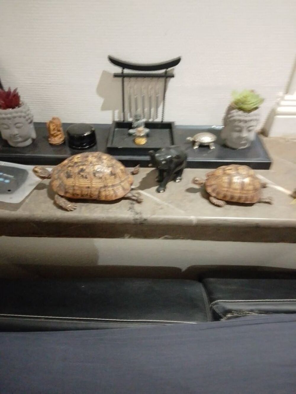 Lot deux tortue enti&egrave;re d&eacute;co Dcoration