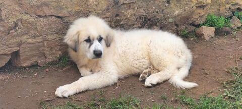 Chiot montagnes des Pyrénées disponible 750 79140 Montravers