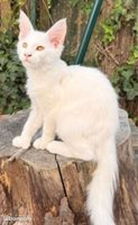   Chaton Maine Coon male LOOF polydactyle 